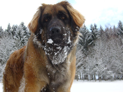 Gaia im Schnee