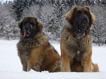 Teddy und Gaia