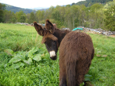 Unser Samuel