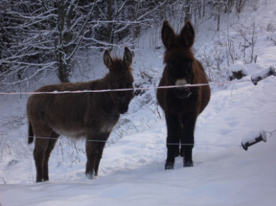 Esel im Schnee 2