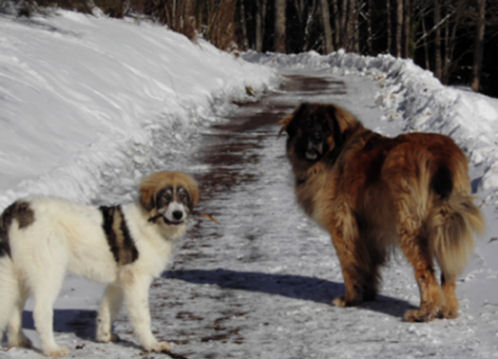 Baldur und Shaki