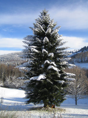 Weihnachtsbaum