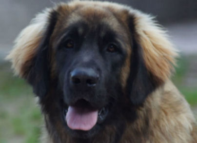 Unser Baldur