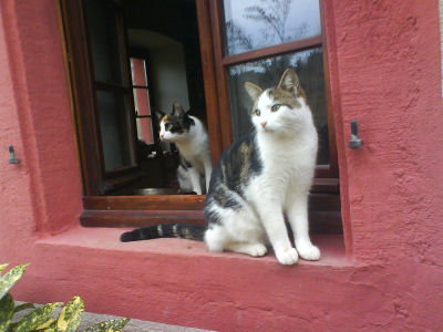 Unsere Katzen 1