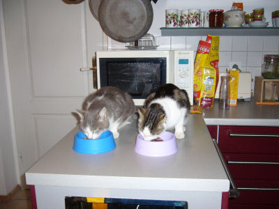 Unsere Katzen 2